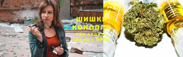 сатива Новозыбков