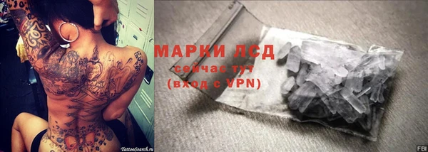 сатива Новозыбков
